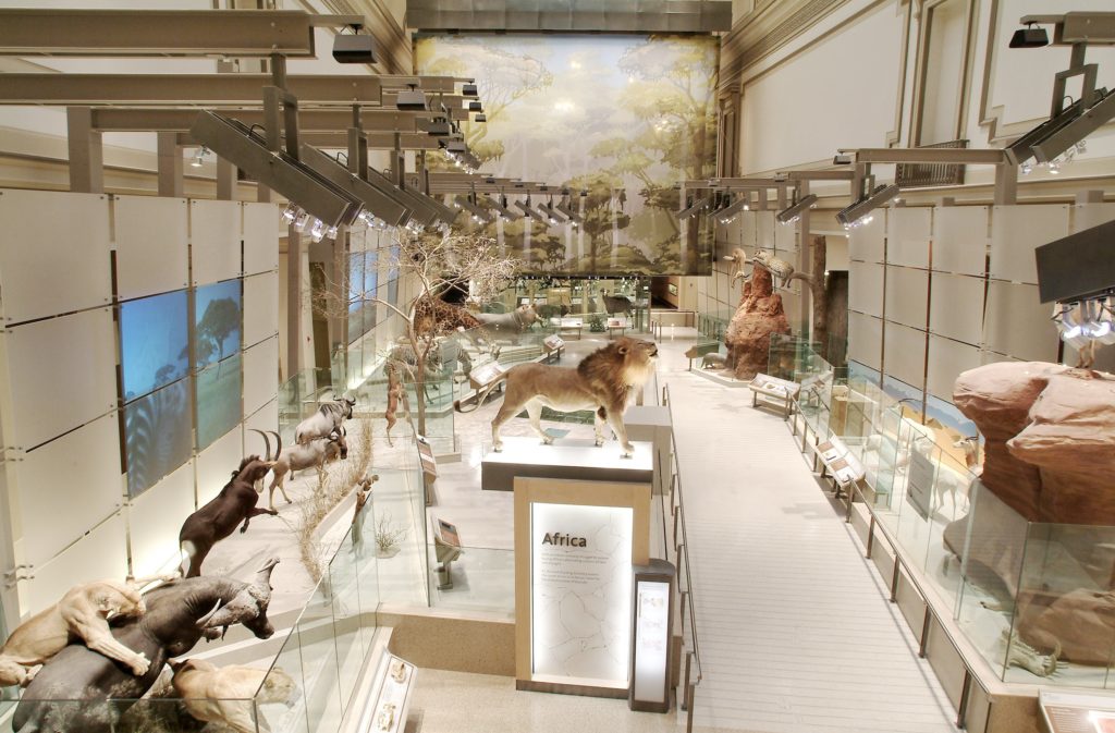 Smithsonian Institution: Hall of Mammals - R&P Design